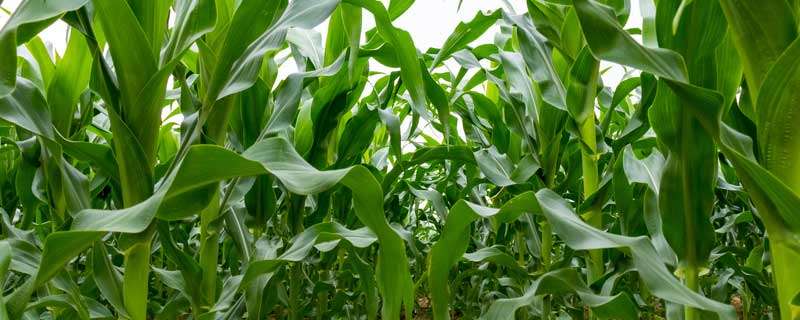 玉米虫害用什么农药