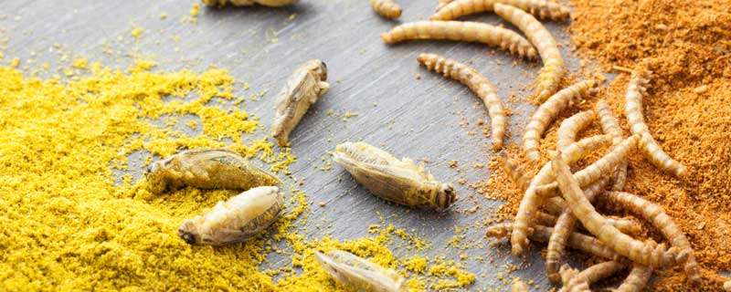 黄粉虫怎么繁殖和饲养