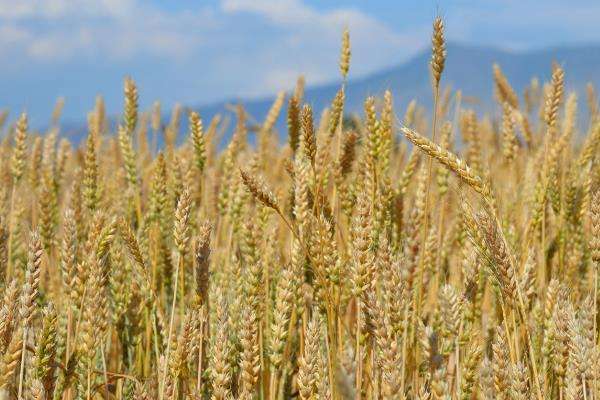 冬小麦和春小麦的播种和收割时间