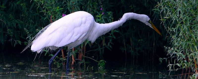 白鹭的繁殖方式是什么?繁殖期有什么变化