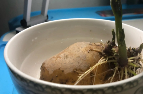 水培土豆步骤图片