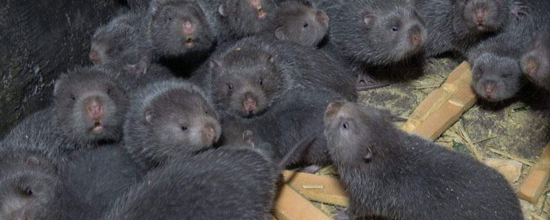 竹鼠掉牙或断牙的防治方法