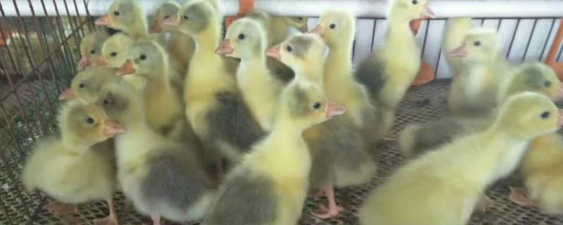 鹅出栏多久效益最高