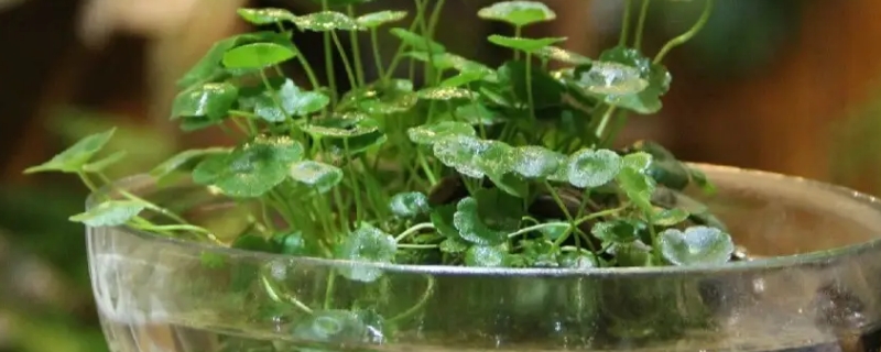 金钱草怎么养水培
