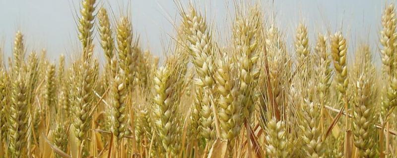 北方产小麦与南方产小麦有什么区别