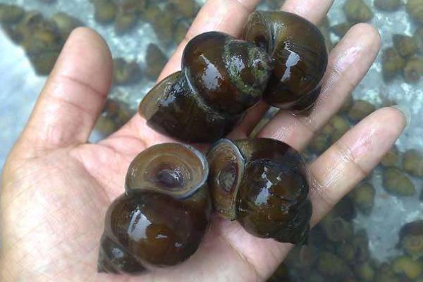 计算土鸡养殖成本