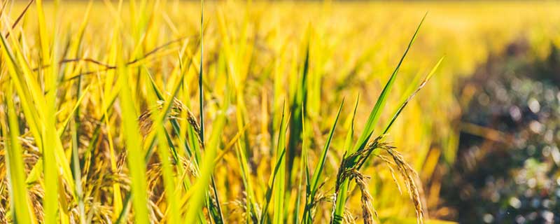 水稻适合什么土壤种植