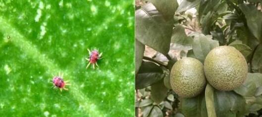 红蜘蛛为害的果实