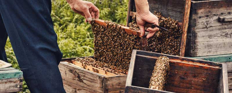 蜂房怎么养蜜蜂