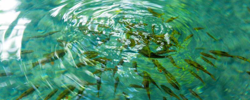 黑水虻钓鱼效果怎样