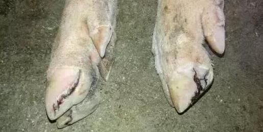 母猪蹄裂的最佳治疗方案