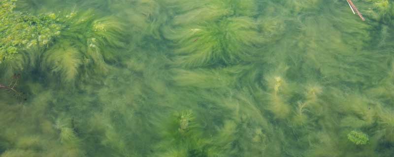 池塘蓝藻的原因及解决办法
