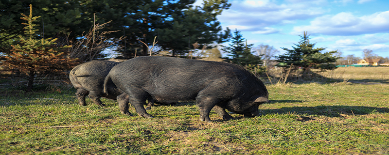 长的最快的黑猪品种