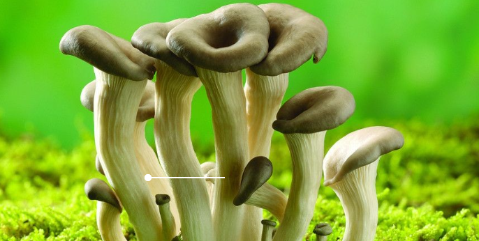 蘑菇养殖方法
