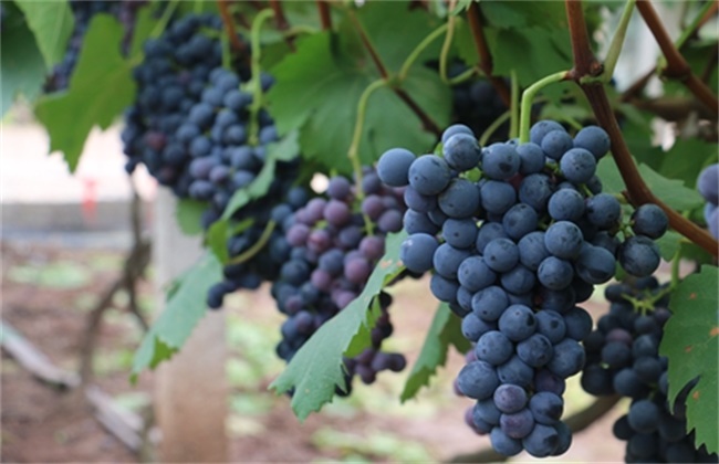 葡萄是几月份种植