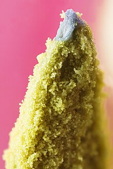 花粉